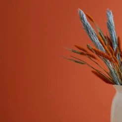 Hot Sale ⌛ Dorma Dorma Fox Tail Matt Emulsion Paint ⭐