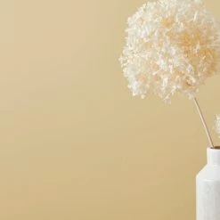 Flash Sale 🎉 Dorma Dorma Buttermilk Eggshell Paint ✔️